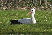 frau-meier-johannesberg-marz-2024 - 1 - Ingrid Ohm