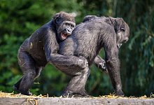 Gorillas - Ben Birchall/PA Wire/dpa