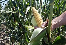 Gentechnisch veränderter Mais - dpa