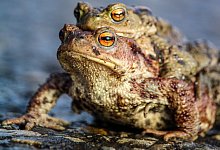 common-toads-7860666 - 1 - Symbolbild: Pixabay