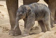 Elefantenbaby - Zoos Victoria/ZOOS VICTORIA/AAP/dpa