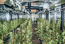 Cannabis-Plantage im Sauerland - Kreispolizeibeh&ouml;rde M&auml;rkischer Kreis/dpa