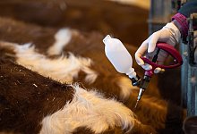 Impfung gegen Blauzungenkrankheit bei Rindern - Fabian Sommer/dpa