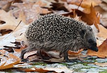 Ein Igel läuft in den frühen Morgenstunden über einen Gehweg - Robert Schlesinger/dpa-Zentralbild/dpa-tmn