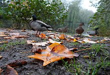 Deutsche Wildtier Stiftung warnt eindringlich vorm Entenf&uuml;ttern - Marcus Brandt/dpa