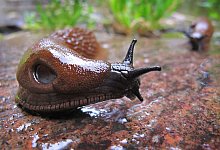 Spanische Wegschnecke (Arion vulgaris) in einem Garten - Karl-Josef Hildenbrand/dpa/dpa-tmn
