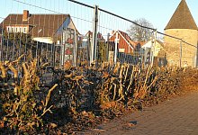 Hecke an der Calisthenics-Anlage Horn - Freya K&ouml;hring