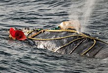 Nordatlantischer Glattwal - Foto: Nick Hawkins/IFAW/dpa