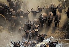 Gnu-Herde - Mogens Trolle/ University of Copenhagen via EurekAlert/dpa