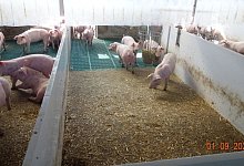 Aufzuchtferkel in einem Stall am Staatsgut Schwarzenau in Schwarzach am Main. Hier untersuchen Wissenschaftler im Auftrag des bayerischen Landwirtschaftsministeriums, wie der Stall der Zukunft aussehen k&ouml;nnte. - ---/Bayerische Landesanstalt f&uuml;r Landwirtschaft/dpa