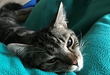 Kater Sammy ist gesund, doch auch Katzen k&ouml;nnen sich dem Coronavirus infizieren. - Carolin Nieder-Entgelmeier