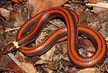 Phalotris shawnella - Foto: Jean-Paul Brouard/Para La Tierra/dpa