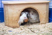 Meerschweinchen sind nicht gern allein - Foto: dpa