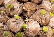 Jetzt Hyazinthen pflanzen - Foto: Catherine Waibel/dpa-tmn