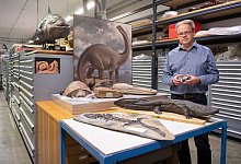 Urzeitsalamander - Foto: Marijan Murat/dpa