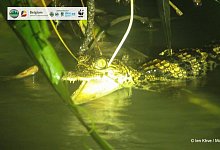 Schl&uuml;pflinge des seltenen Siam-Krokodils in Kambodscha entdeckt - Foto: Ien Khve/MoE/WWF Cambodia/dpa