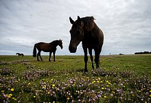 In der Pferdepension auf Neuwerk k&ouml;nnen sich kranke Pferde bei gesunder Nordseeluft erholen. - Sina Schuldt/dpa