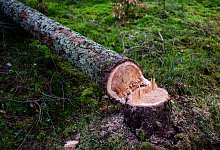 Motorsägekurse bei den Landesforsten - Philipp Schulze/dpa
