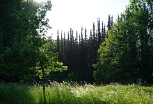 Fichtensterben - Helmut Kr&uuml;ger