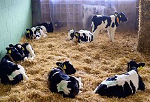 So geht's auch: K&auml;lber in einem offenen Stall in der Agrargenossenschaft Z&uuml;llsdorf (Landkreis Elbe-Elster). - Soeren Stache/dpa-Zentralbild/dpa