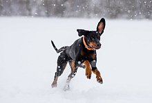 Hund im Schnee - Foto: Benjamin Nolte