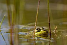 Aktuell setzt sich der Negativtrend bei der Amphibienpopulation weiter fort. - Ingolf K&ouml;nig-Jablonski/dpa/ZB/Archivbild