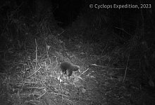 Attenborough-Langschnabeligel - Cyclops Expedition/dpa