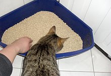 Katzenklo s&auml;ubern - Foto: Ira Kugel/dpa