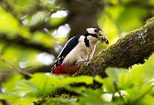 Buntspecht - Lando Hass/dpa