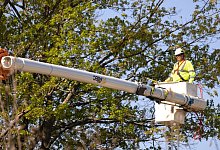 baumpflege - Symbolbild: Pixabay