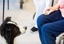 Therapietiere senken Steuerlast - Christoph Soeder/dpa/dpa-tmn
