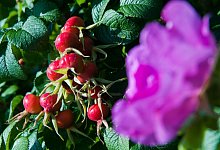 Blick auf eine Kartoffelrose - Foto: Andrea Warnecke