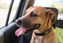 Ein Hund sitzt im Auto - Foto: Robert G&uuml;nther/dpa-tmn