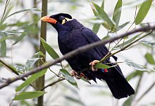 Beo im Vogelpark Marlow - Foto: Bernd W&uuml;stneck/dpa-Zentralbild/dpa