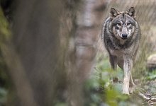 KINA - Wenn der Wolf kommt - Boris Roessler/dpa