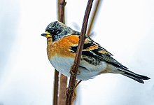 bergfink_0020_rha - R&uuml;diger Haase