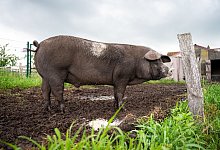 Sattelschwein Bobby - Foto: Mohssen Assanimoghaddam/dpa
