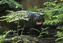 Zwergflusspferd Toni - Philipp Brandstädter/dpa