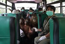 Umzug von Orang-Utan-Rettungszentrum auf Borneo - -/Bos Foundation/dpa