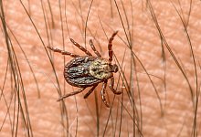 Zecke - Foto: Patrick Pleul