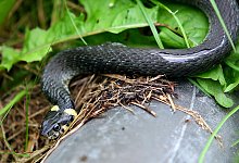 Ringelnatter - Foto: Arno Burgi