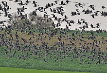 Wildg&auml;nse - Foto: Patrick Pleul/dpa-Zentralbild/dpa