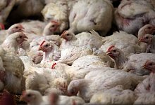 H&uuml;hner werden bei Fleischuntersuchungen h&auml;ufiger als ungenie&szlig;bar eingestuft als Schweine. - Jens B&uuml;ttner/dpa-Zentralbild/dpa/Archivbild