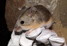 Gelbohrige Blattohrmaus - Foto: Marcial Quiroga-Carmona/Universidad Austral de Chile/dpa