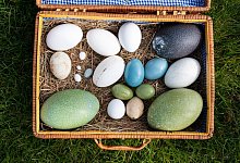 Kunstwerke der Natur - Foto: Philipp Schulze/dpa