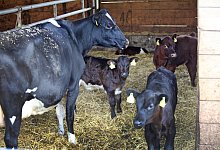 K&auml;lberzucht auf dem Hof Hellmig - Vera Gerstendorf-Welle
