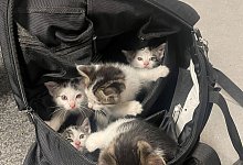Polizei rettet f&uuml;nf Katzenbabys - -/Kreispolizeibeh&ouml;rde M&auml;rkischer Kreis/dpa