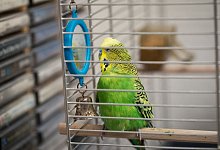 Wellensittich im K&auml;fig - Foto: Christin Klose/dpa-tmn