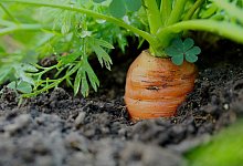 M&auml;hre - Symbolbild: Pixabay