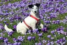 Hund auf einer Wiese - Foto: Horst Ossinger
